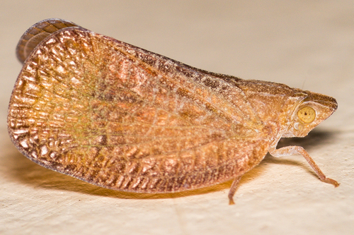Ricamela lata