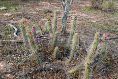 Cleistocactus candelilla