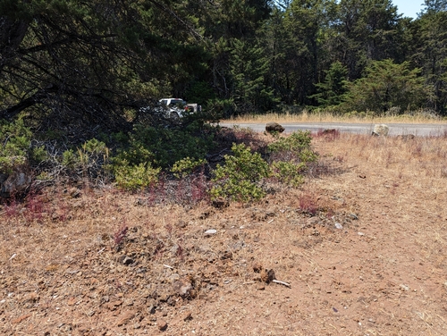Baker's manzanita (Arctostaphylos bakeri)