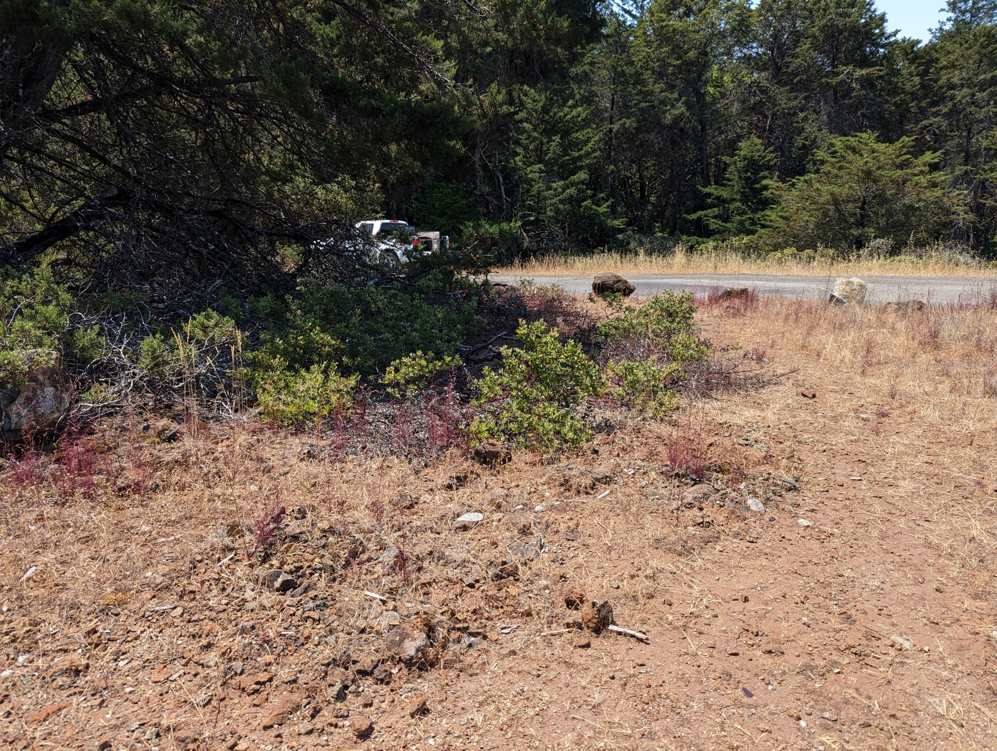 Baker's Manzanita (Arctostaphylos bakeri)
