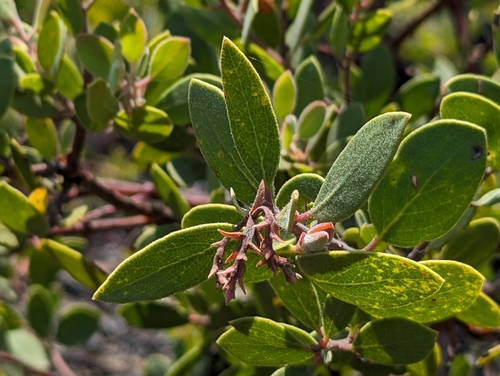 Arctostaphylos bakeri, photograph 1