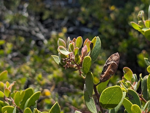 Arctostaphylos bakeri, photograph 2