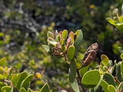 Arctostaphylos bakeri, photograph (c) Alexander Wentworth, some rights reserved (CC BY)