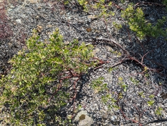 Arctostaphylos bakeri, photograph (c) Alexander Wentworth, some rights reserved (CC BY)
