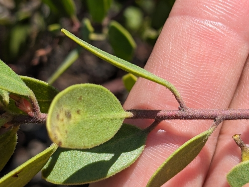 Arctostaphylos bakeri, photograph 4