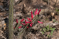 Cleistocactus candelilla