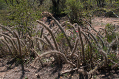 Cleistocactus candelilla