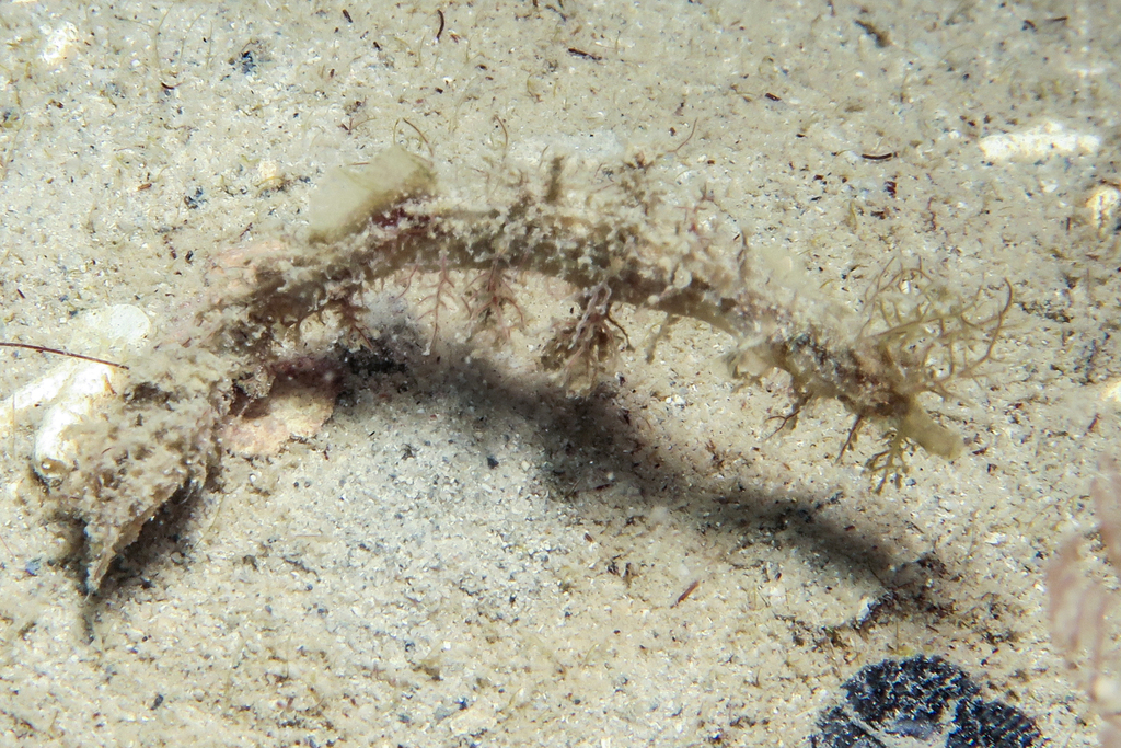 Brock's pipefish (Halicampus brocki) — Syngnathidae