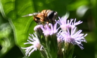 Unknown species found near National Butterfly Center, 3333 Butterfly Pk Dr, Mission, TX 78572, USA