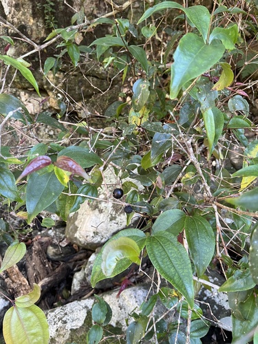 Rhodamnia glabrescens, 2023-08-19