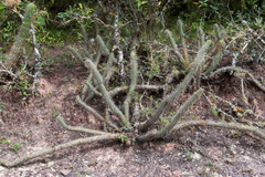 Cleistocactus candelilla