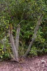 Cleistocactus candelilla