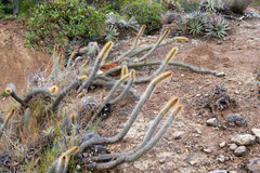 Cleistocactus candelilla