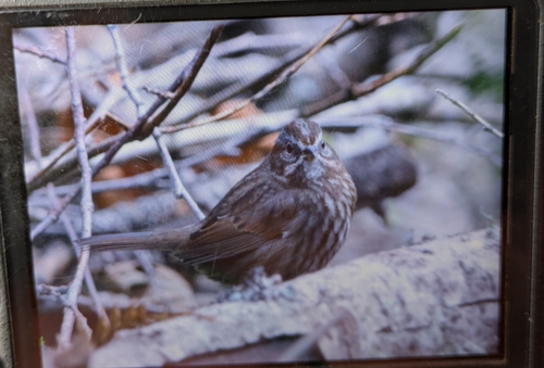 Song Sparrow