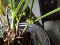 Scaphyglottis fasciculata