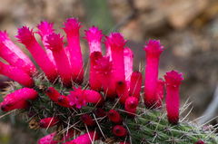 Cleistocactus candelilla