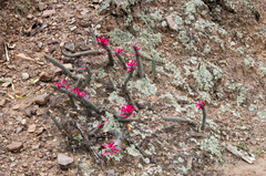 Cleistocactus candelilla