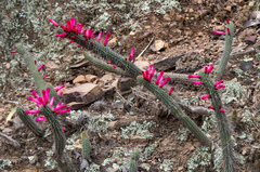 Cleistocactus candelilla