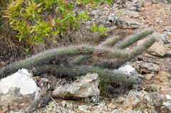 Cleistocactus candelilla