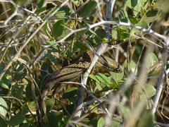Heremites vittatus