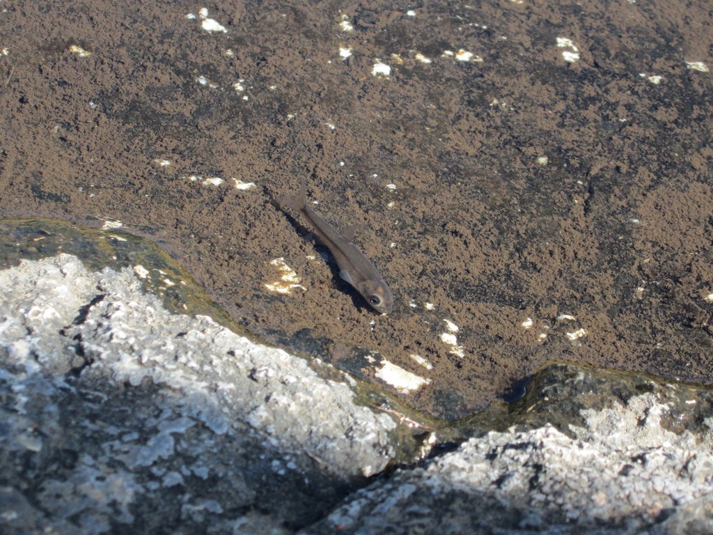 Maloti minnow (Pseudobarbus quathlambae) — Cyprinidae