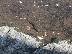 Pseudobarbus quathlambae