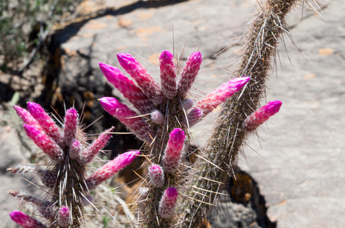 Cleistocactus candelilla
