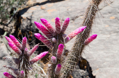 Cleistocactus candelilla