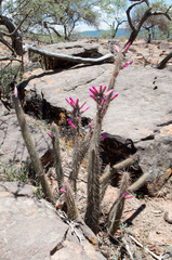 Cleistocactus candelilla