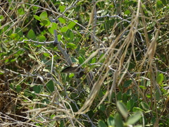 Heremites vittatus