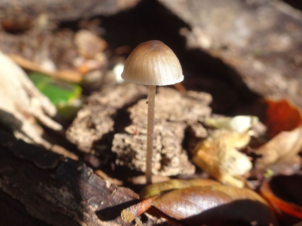 Mycena galopus · December 2025 · photo: © tkoffel (iNaturalist, cc-by)