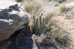 Cleistocactus candelilla