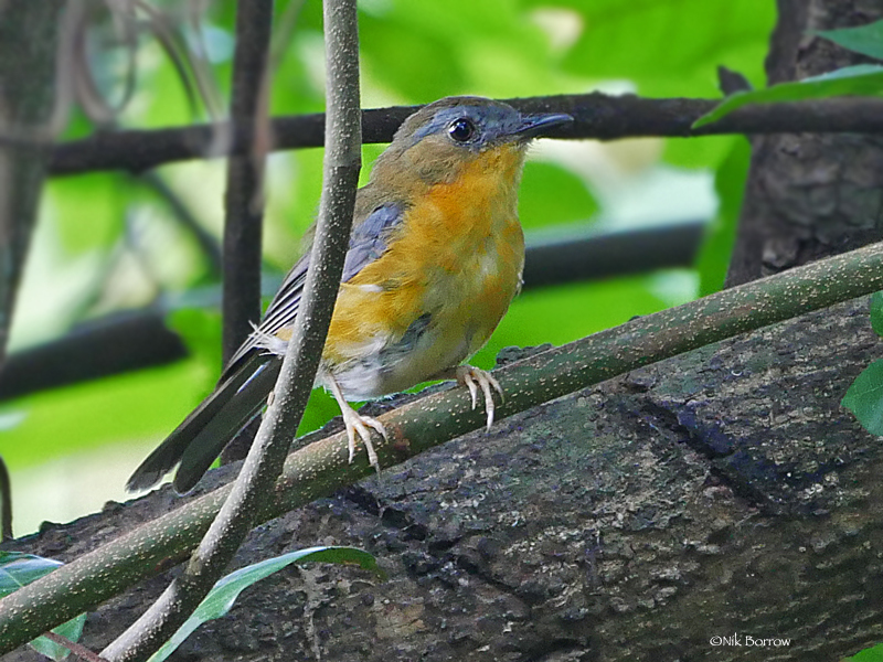 East Coast Akalat photo