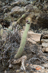 Cleistocactus candelilla