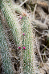Cleistocactus candelilla