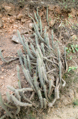 Cleistocactus candelilla