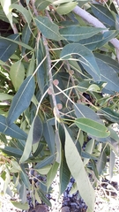 Ficus cordata