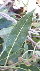 Ficus cordata