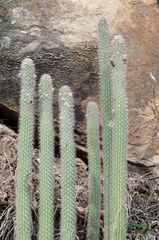 Cleistocactus candelilla