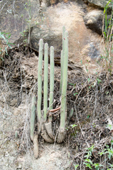 Cleistocactus candelilla