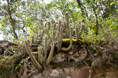 Cleistocactus candelilla