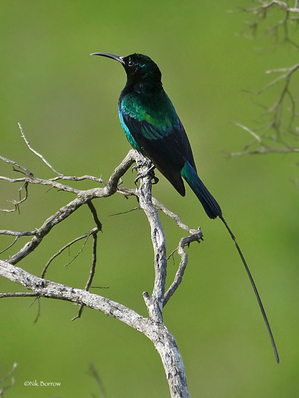 Red-tufted Sunbird photo