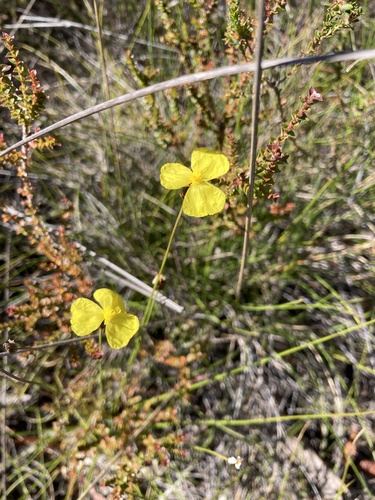 Xyris gracilis observed 2025-12-30