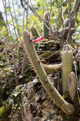 Cleistocactus candelilla