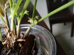 Scaphyglottis fasciculata