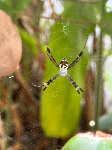 Argiope dang