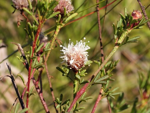 Tampa prairie clover (Dalea adenopoda)
