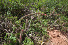 Cleistocactus candelilla