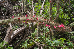 Cleistocactus candelilla