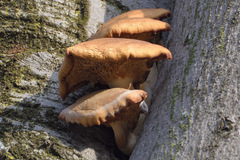 Flammulina velutipes